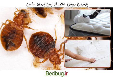 بهترین روش های نابودی ساس ها