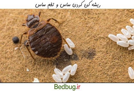 روش های ریشه کن کردن تخم ساس