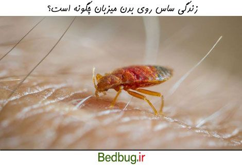 نحوه زندگی ساس روی بدن میزبان