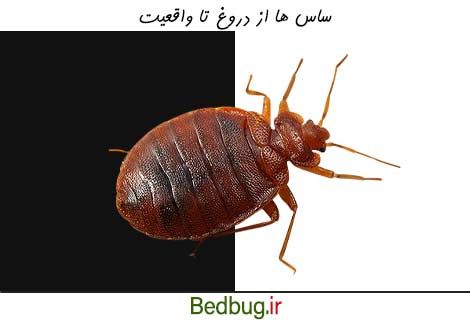 ساس ها از دروغ تا واقعیت