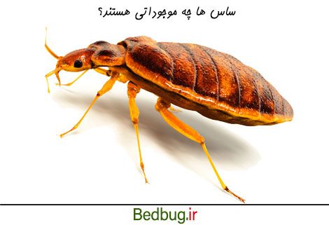 ساس ها چه موجوداتی هستند؟