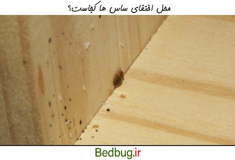 ساس ها کجا پنهان می شوند؟