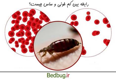 ساس ها چه ارتباطی با کم خونی دارند؟
