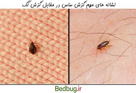 مقایسه گزش ساس و کک