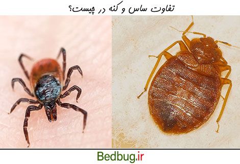 تفاوت ساس و کنه در چیست؟