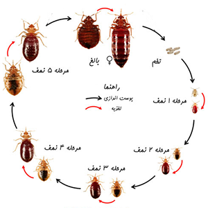 سم ریشه کنی تخم ساس