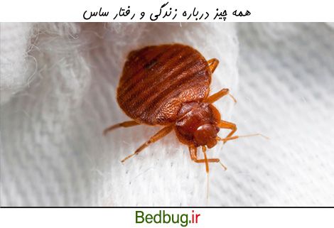 dfdfdfdfdfdfdf همه چیز درباره زندگی و رفتار ساس