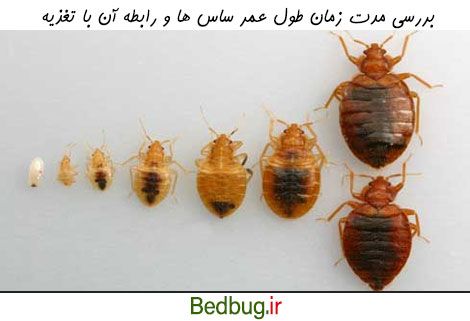 بررسی طول عمر ساس و رابطه آن با تغذیه