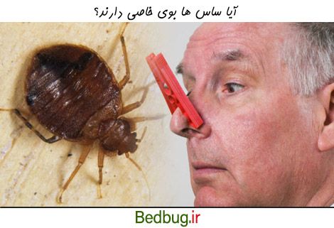 آیا ساس ها بوی خاصی دارند؟