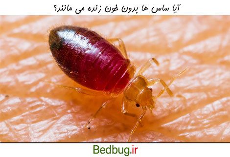 ساس ها بدون خون زنده می مانند؟