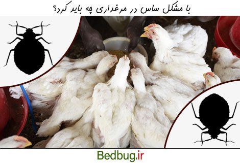 بررسی حل مشکل ساس در مرغداری