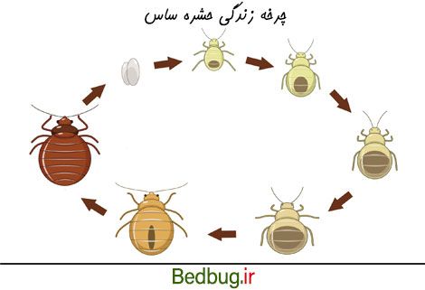 چرخه زندگی ساس